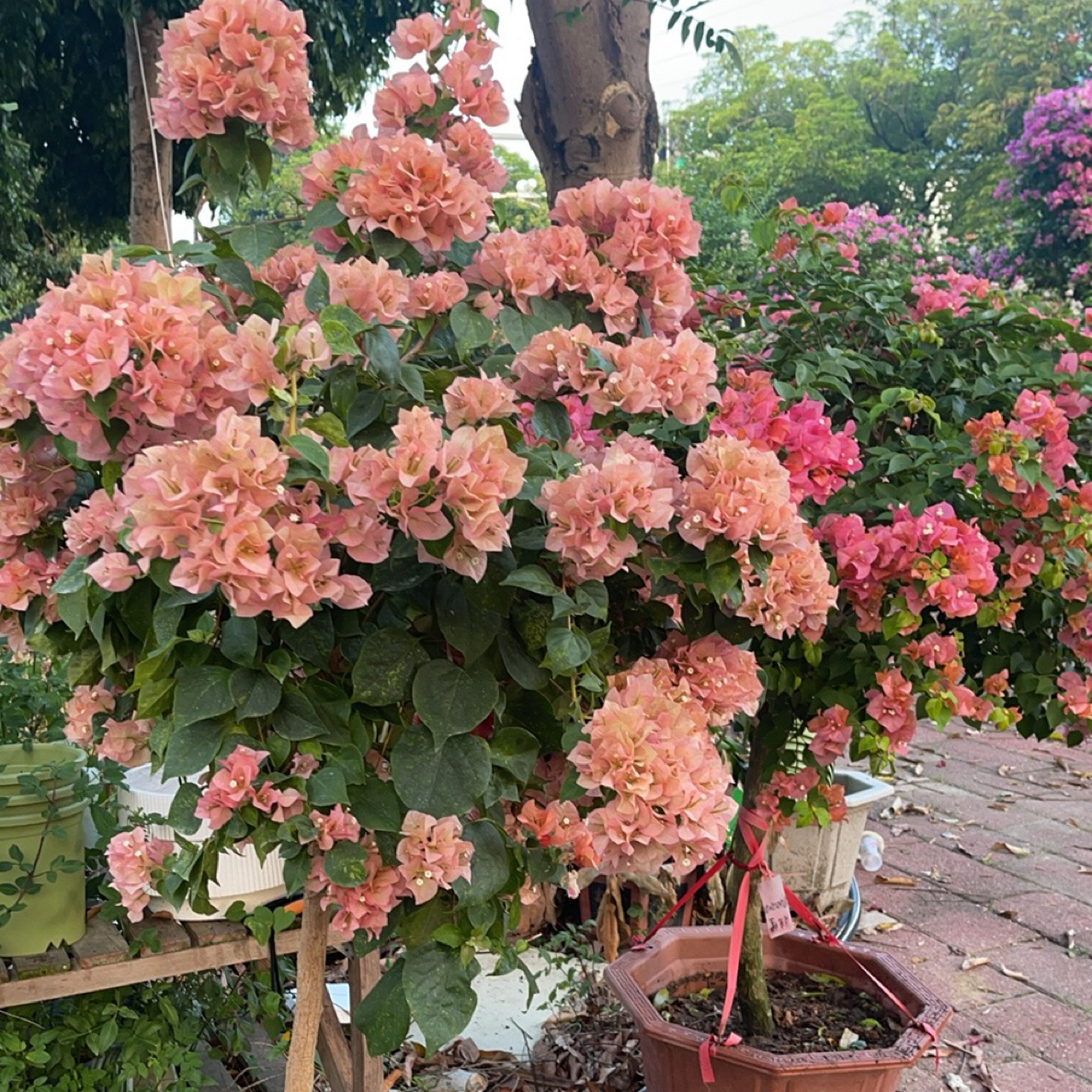 三角梅四季开花庭院阳台花卉