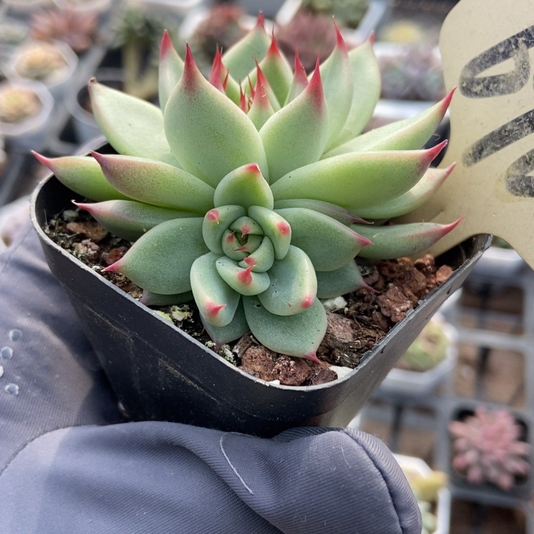 696托斯卡多肉植物