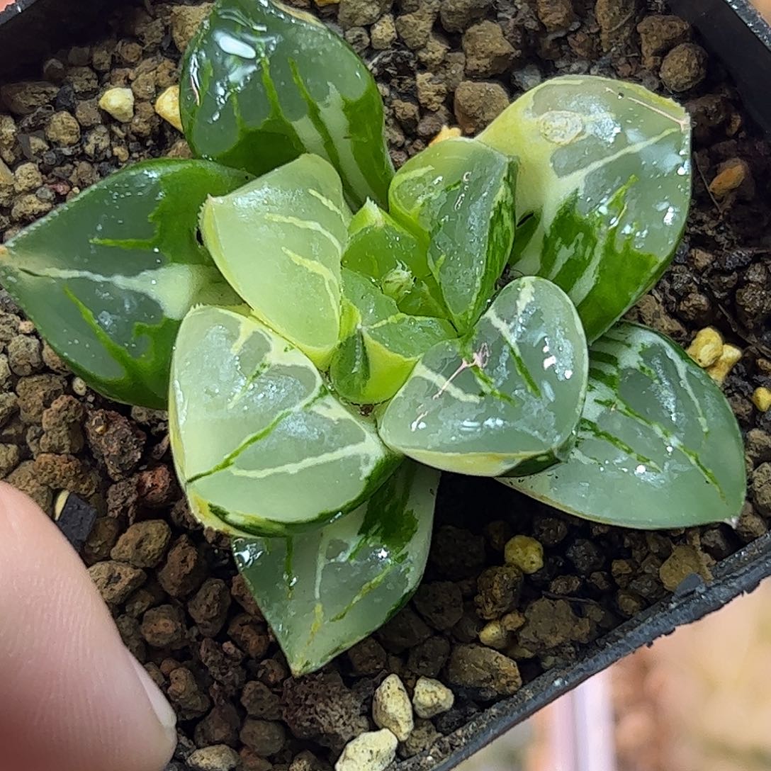 磨笛卡锦十二卷多肉植物