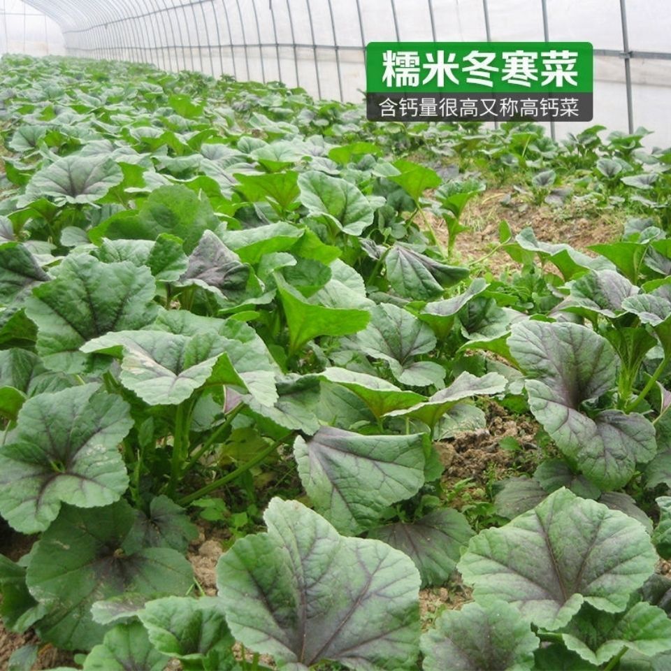 糯米冬寒菜种子冬苋菜冬葵菜滑肠菜秋冬季高钙青菜蔬菜种子