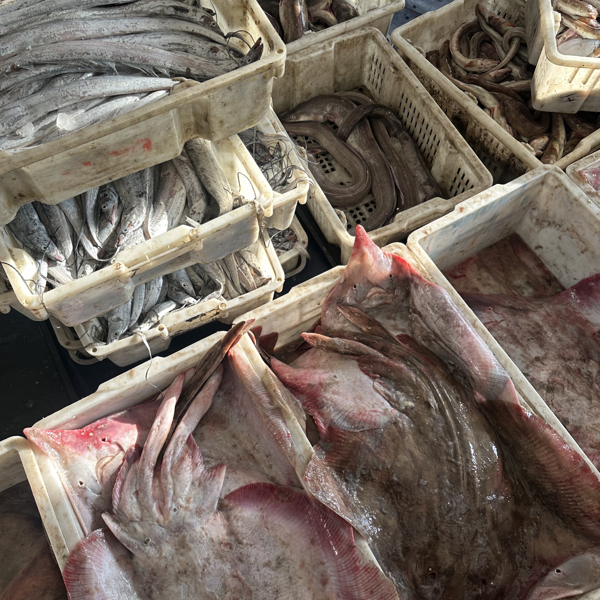 【现称】大连当地新鲜海鱼杂鱼