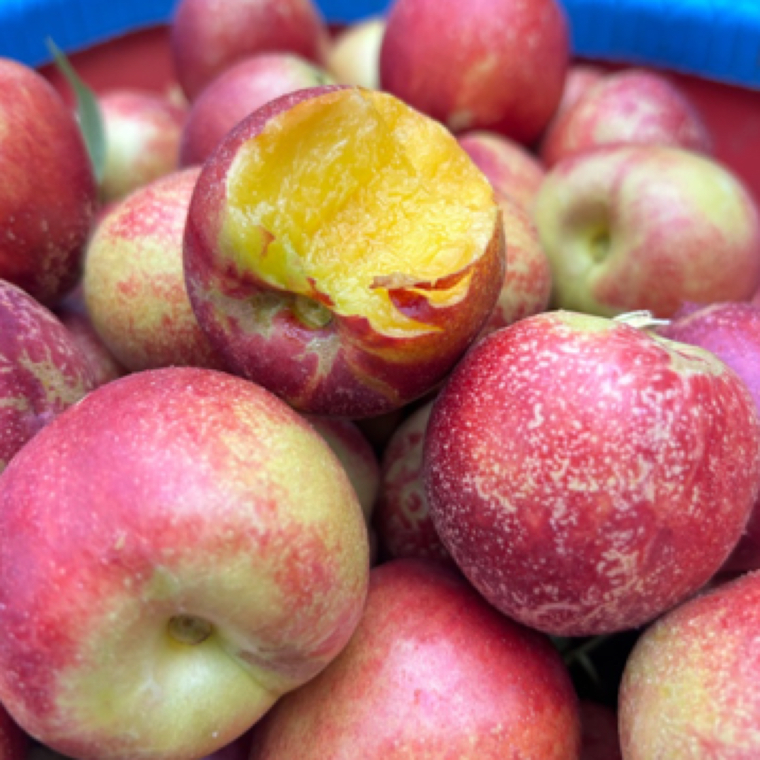 威宁秀水本地油桃，无毛桃，下单五斤包邮