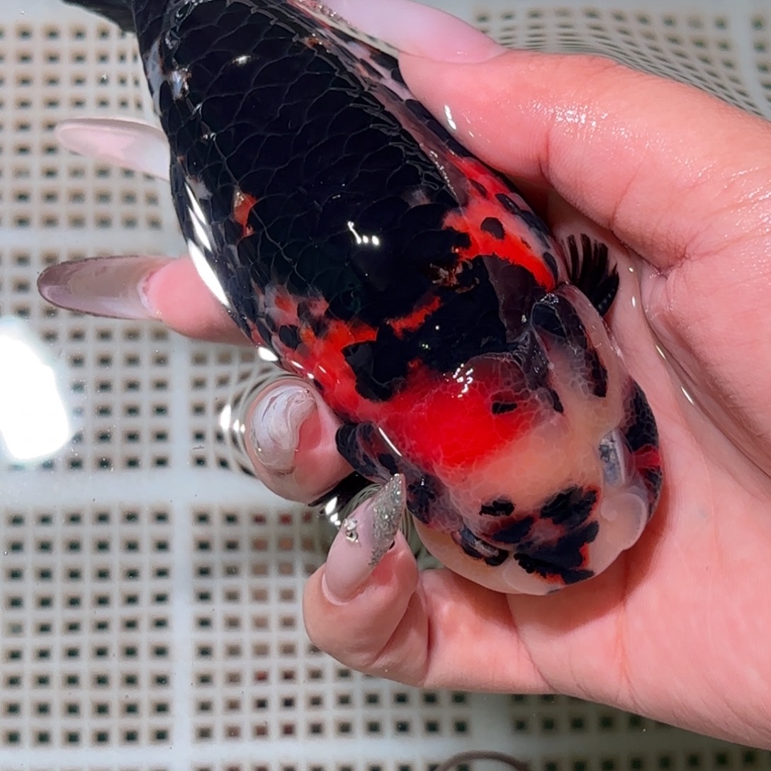 突****金鱼拍包装包邮，不拍包装运费到付