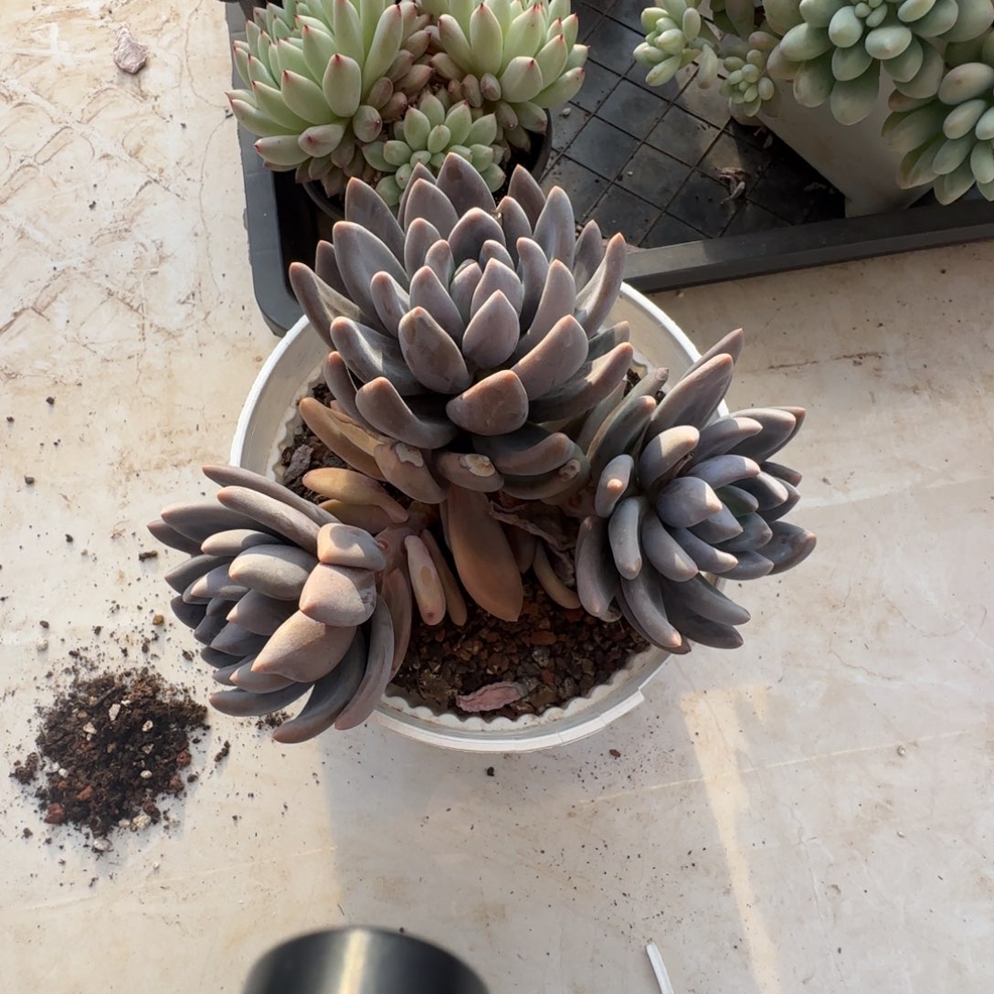 多肉植物 一物一拍