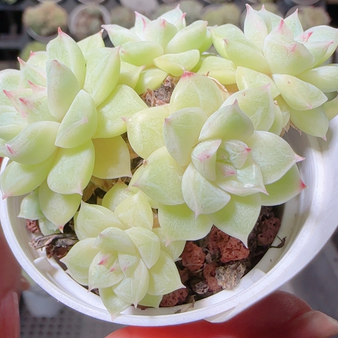 花语逸镜1028-449散