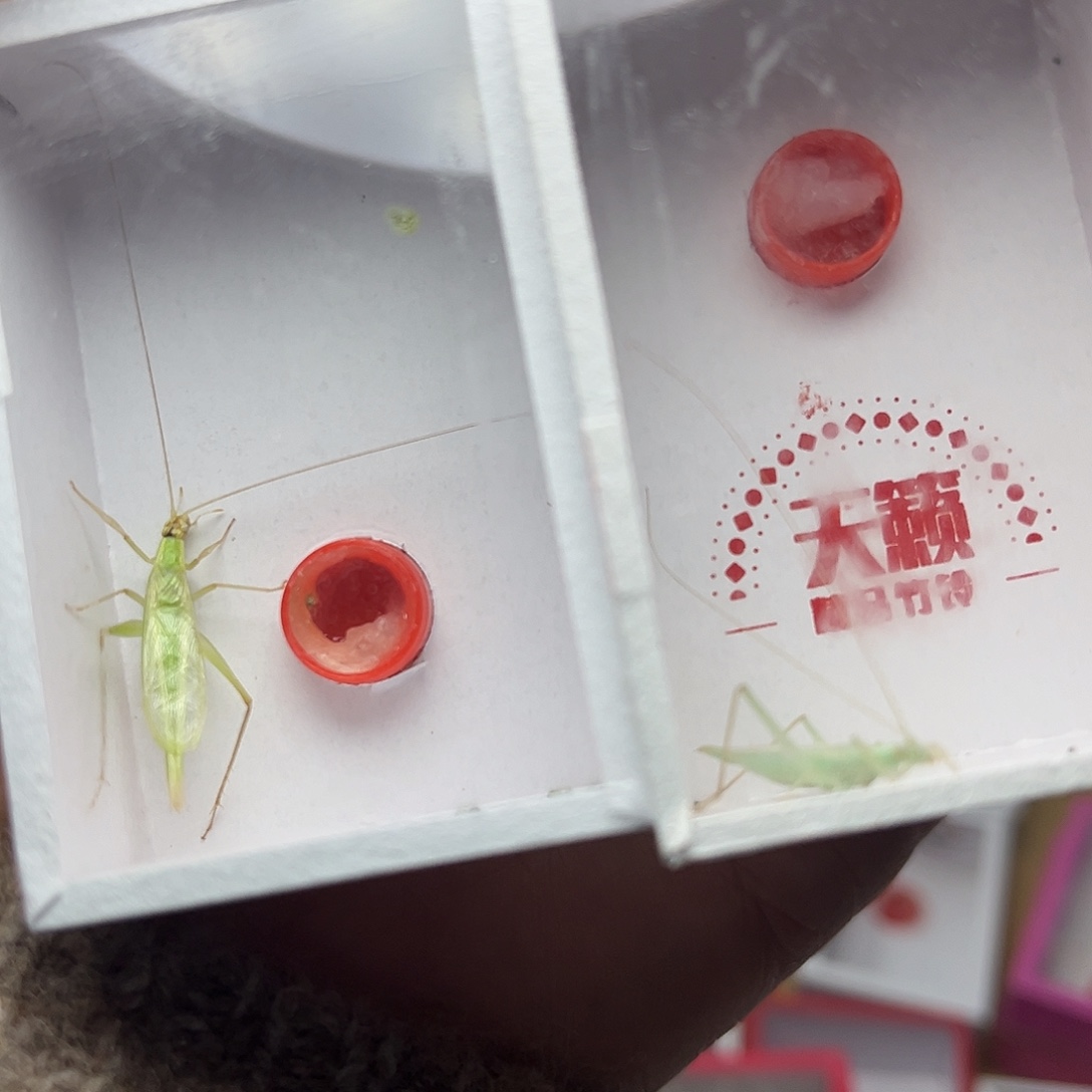 蚂蚁工坊蓝竹。     青竹。 