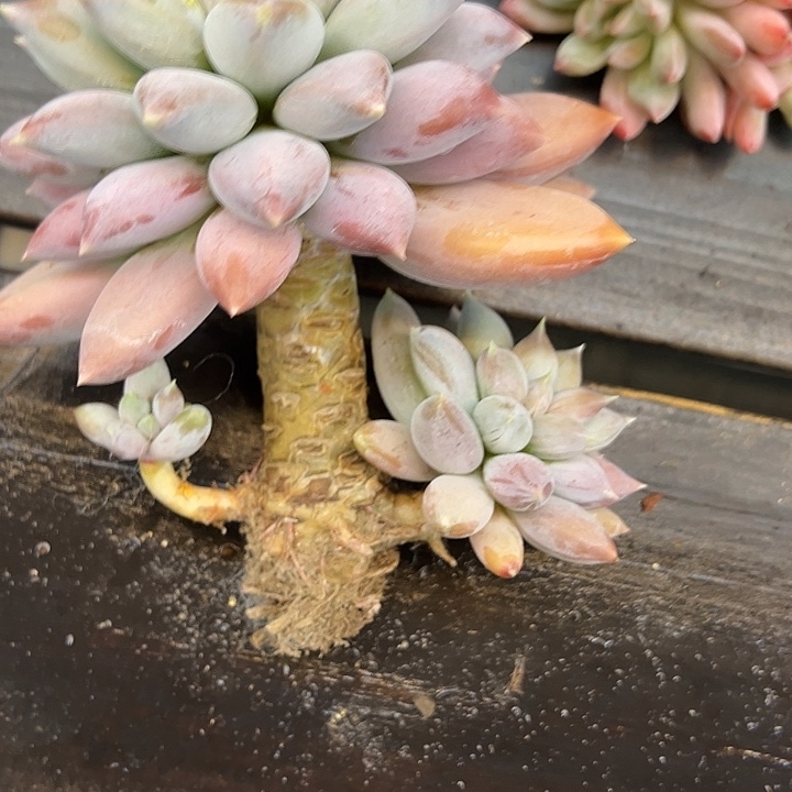 哥特一颗肉肉看看