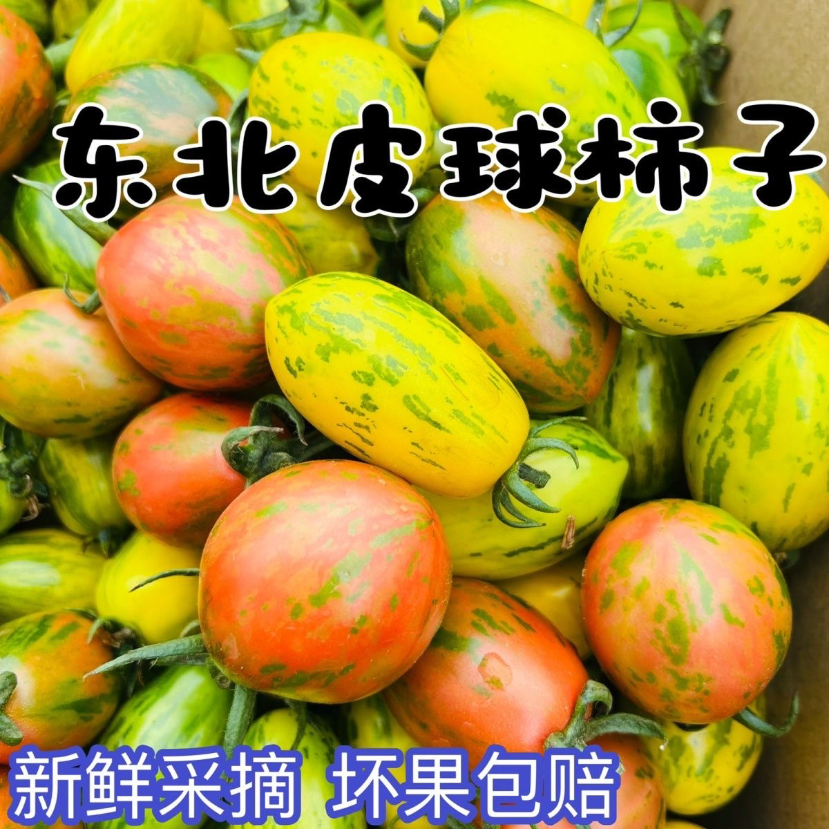 正宗东北虎皮柿子花皮球柿子（红黄混搭）农家新鲜孕妇酸甜水果