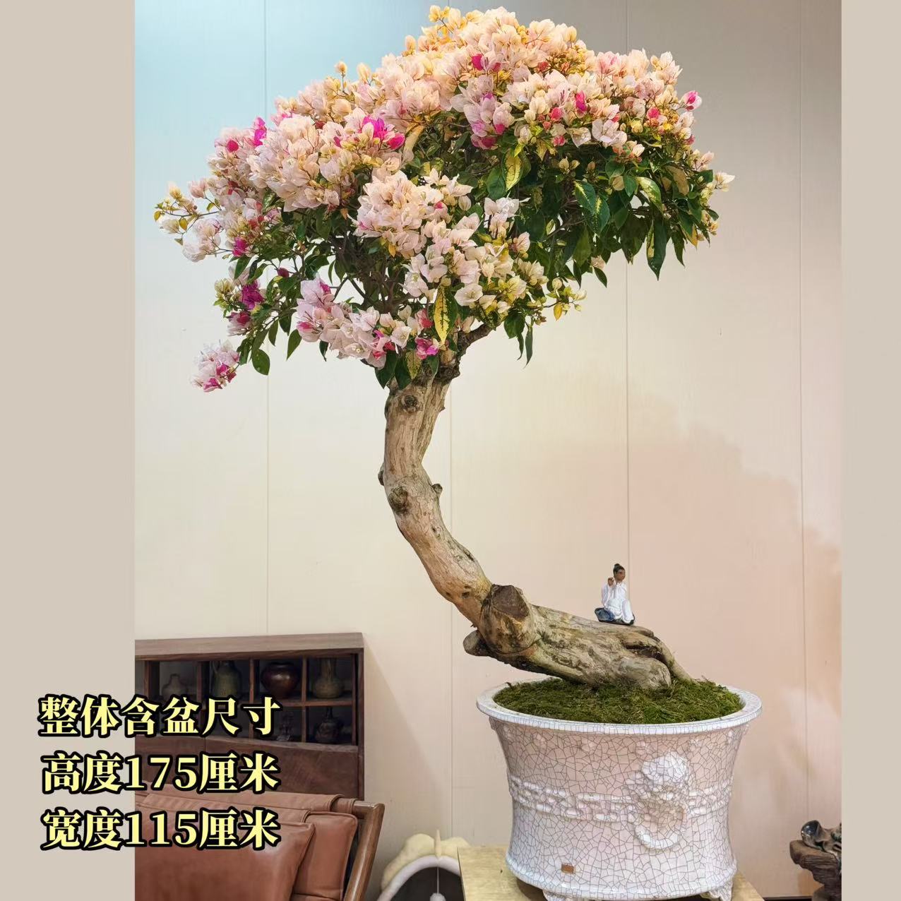 【叶胜园艺】漳红樱老桩三角梅盆景