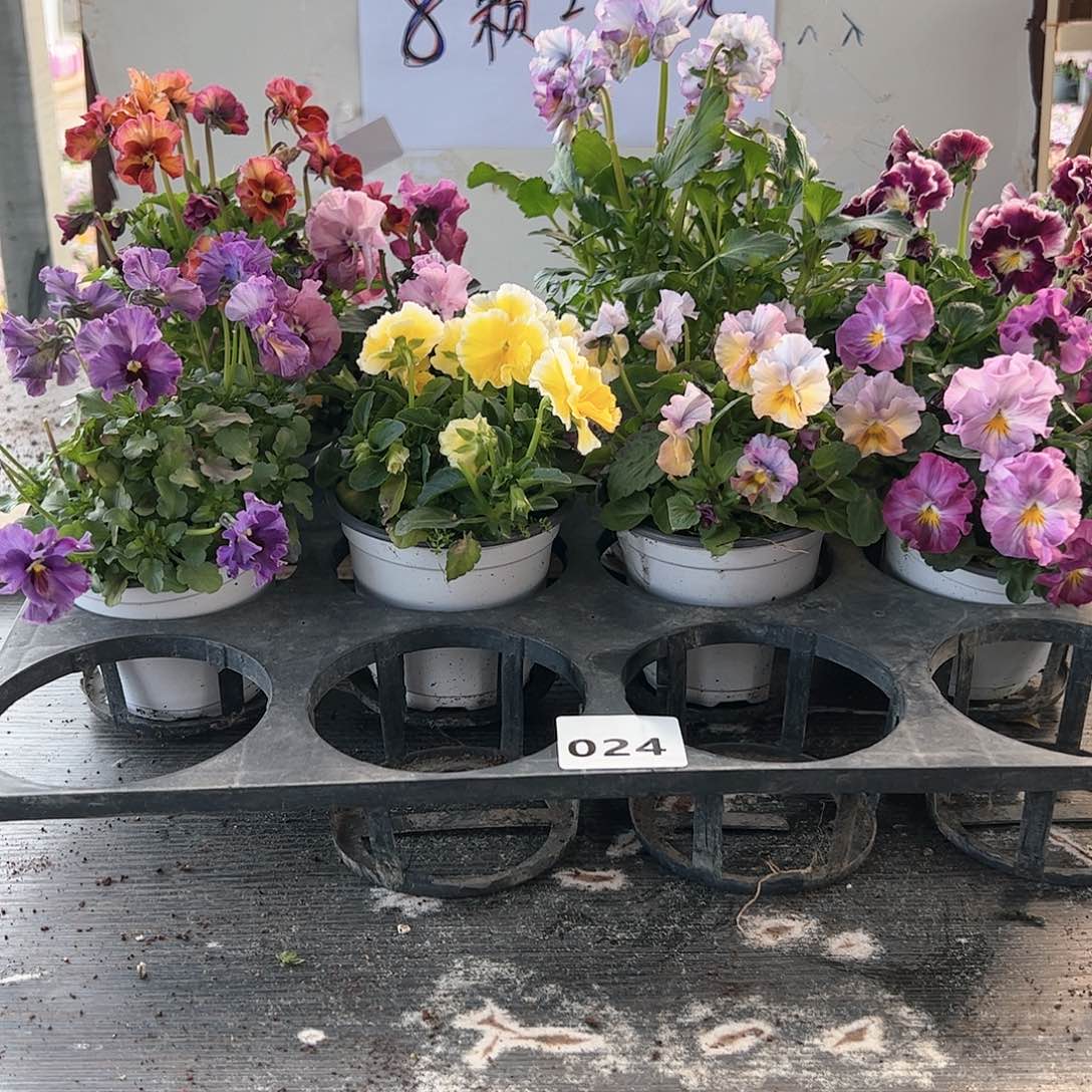 【闪购商品】024号