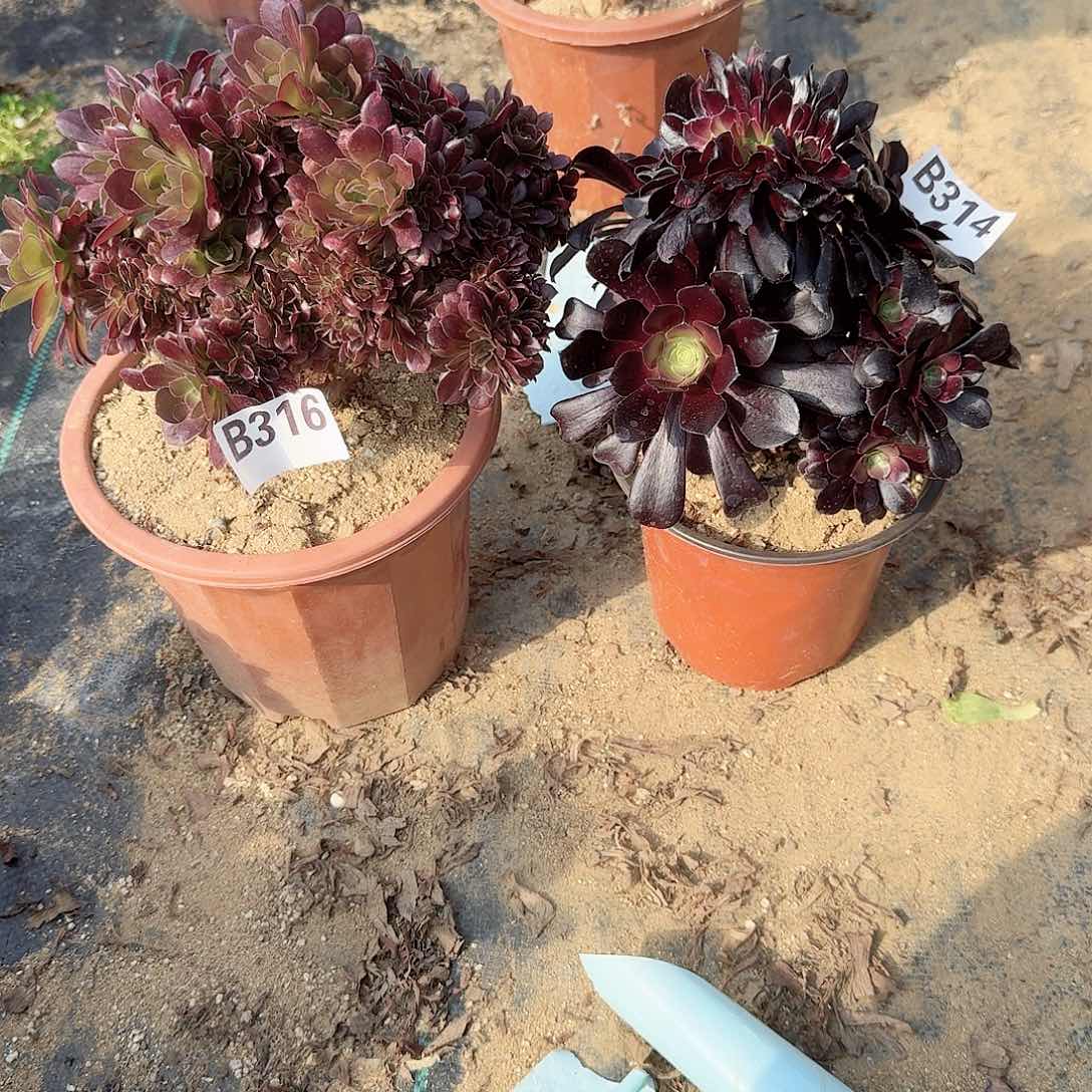 314316玫瑰欧紫共2颗