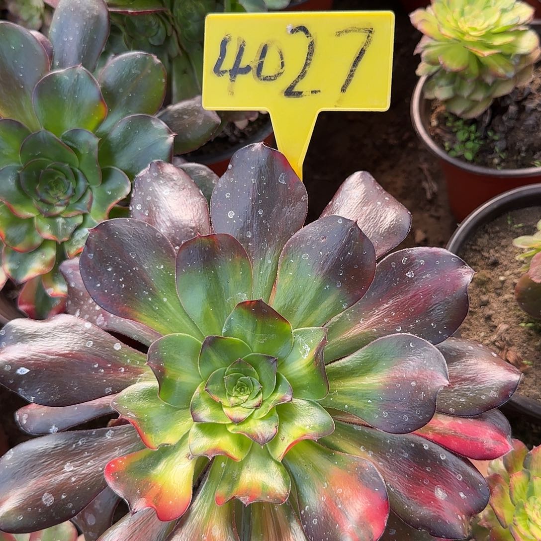 4027---无毒七彩多头