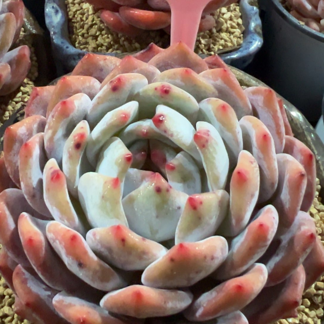 多肉植物一物一拍c85