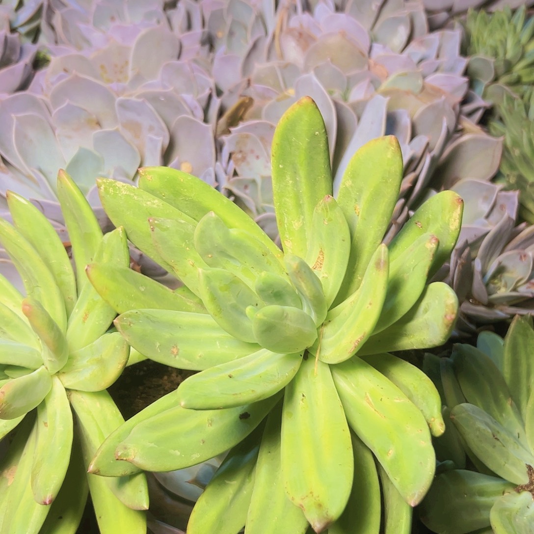 海洋之歌一个大单头默认瑕疵