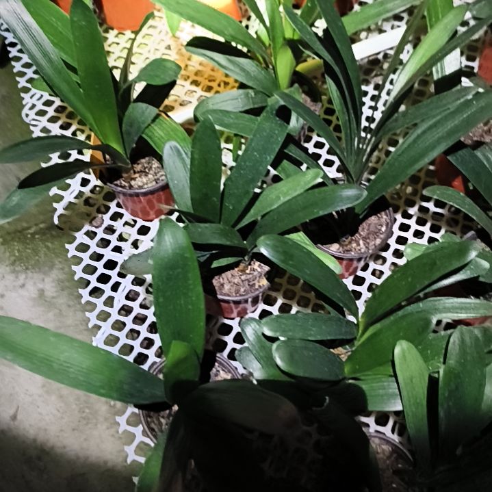 完全开放黑魁*桐花一组四棵