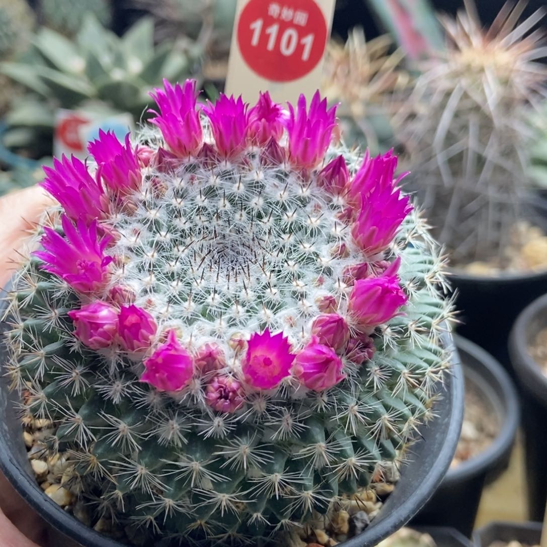 实生恋山彦7cm一棵仙人球