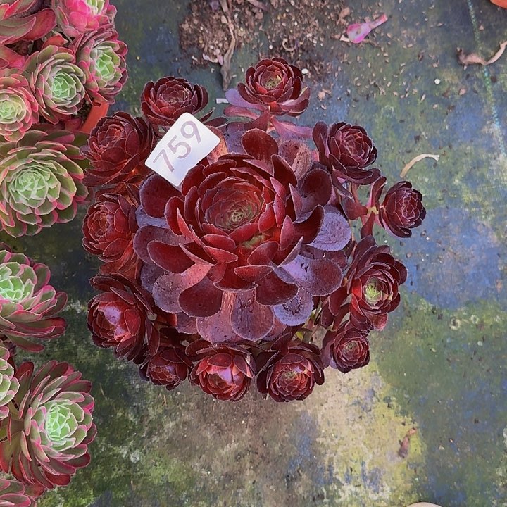 0000000000759花花公子