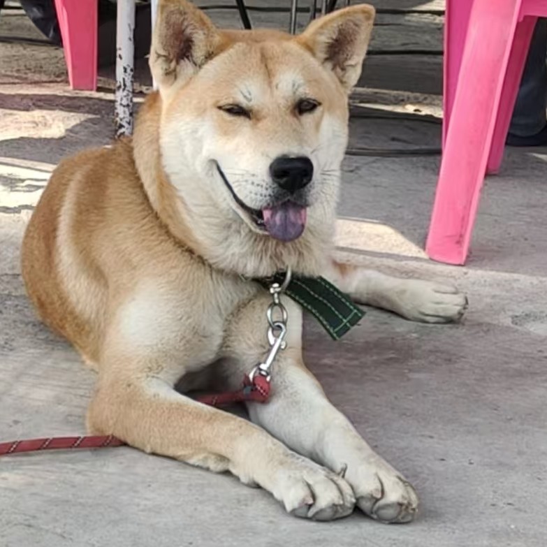 【小何犬业】高端土猎土松