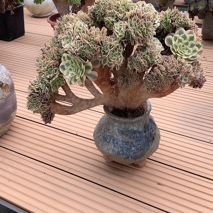 女巫朵朵脱土不带盆