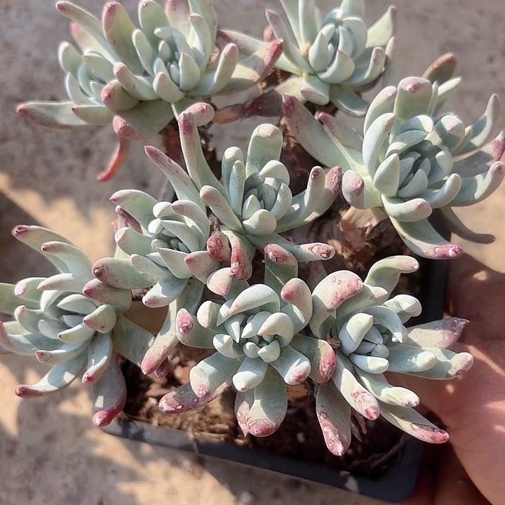 仙女杯多肉植物提取