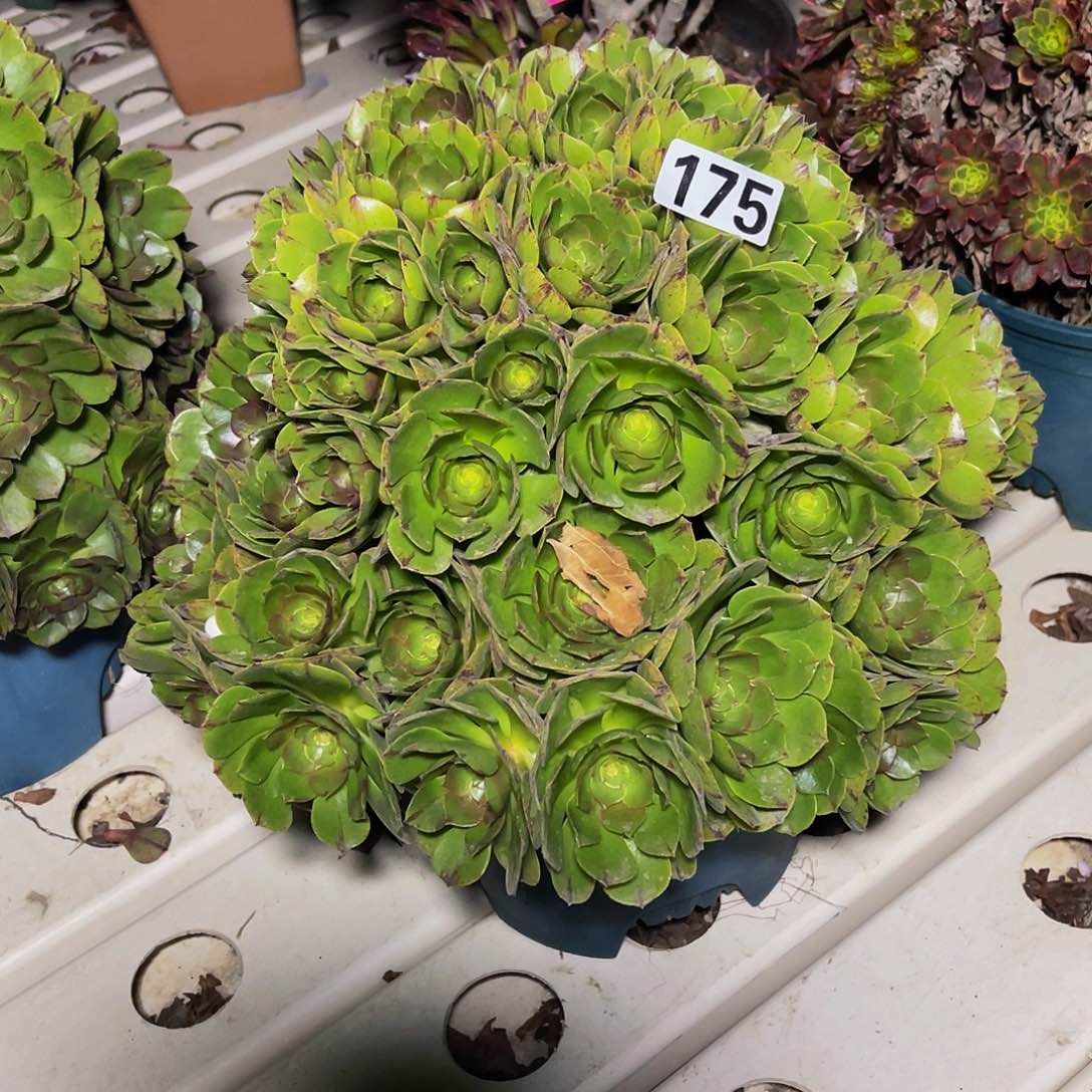 法师法师7–5包邮法师