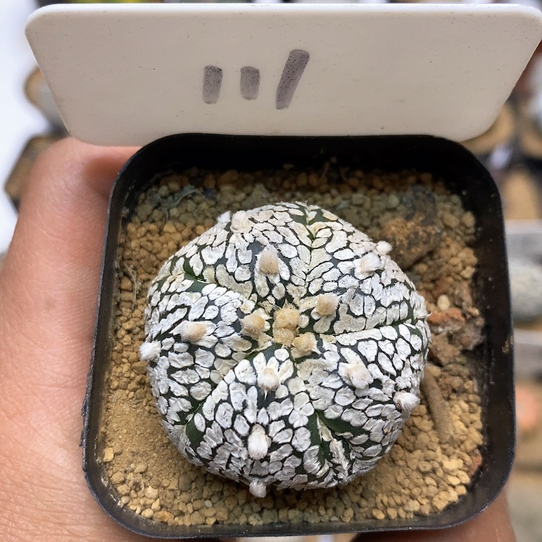 开播特价来了福利特价款