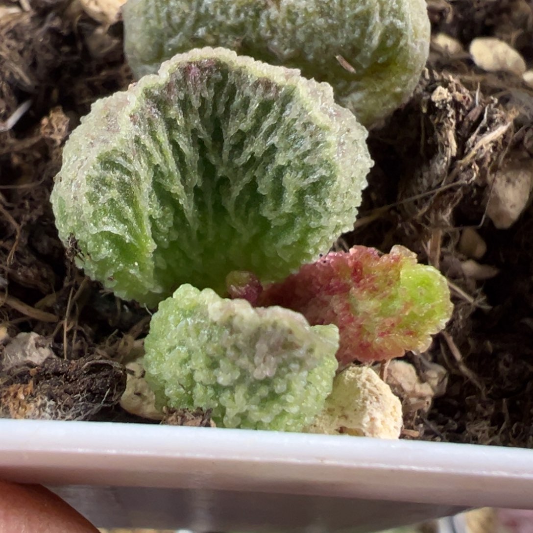 闪电纹福记新品苗多肉植物