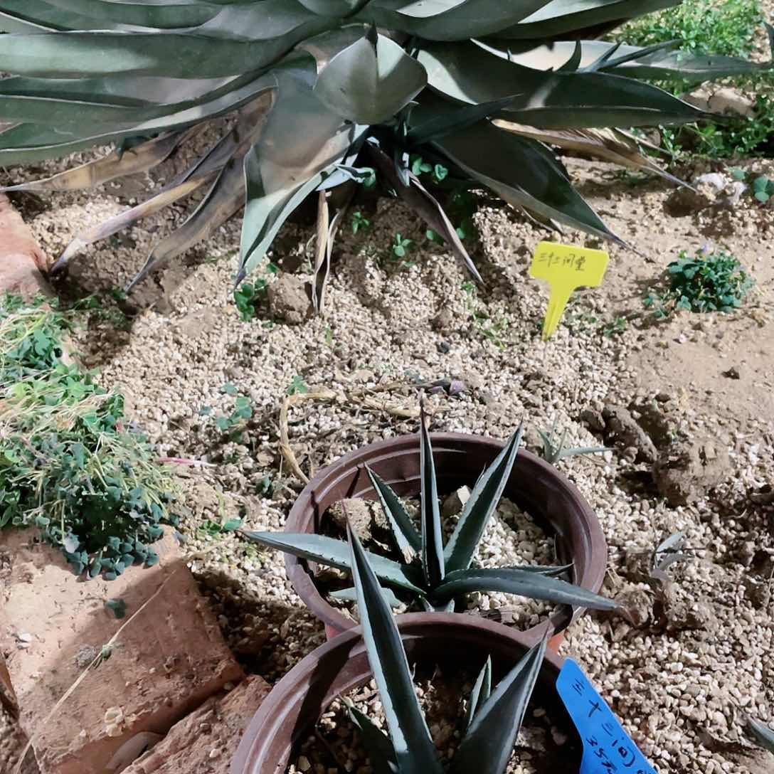 三十三间屉15公分左右包邮