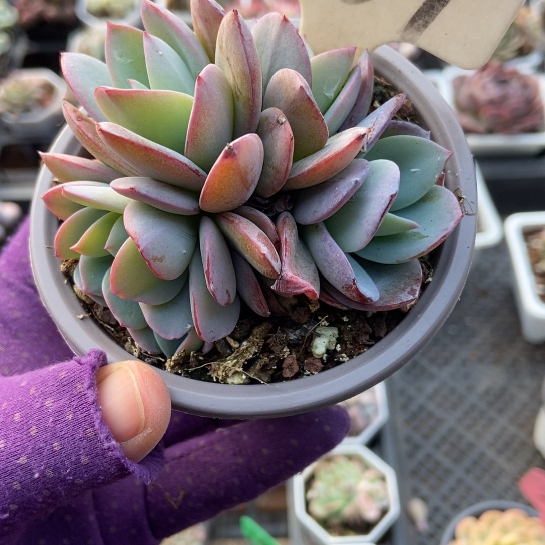 959布鲁蓝多肉植物