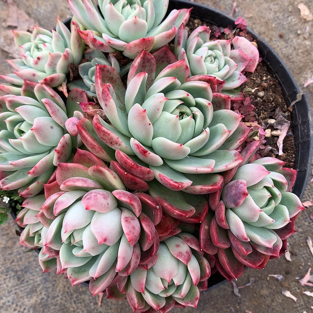 红女巫杂一物一拍