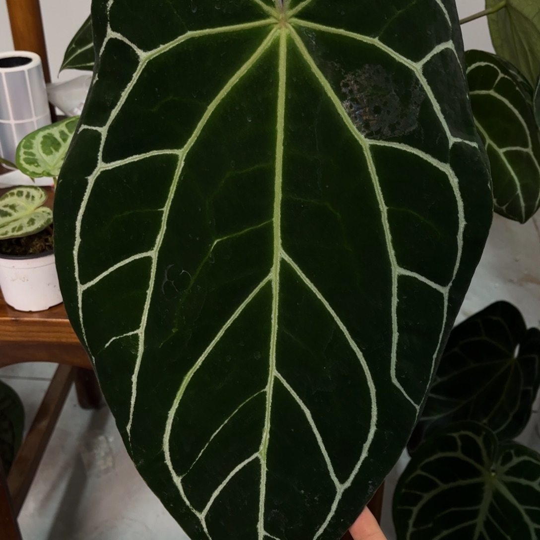 不开花植物黑水晶
