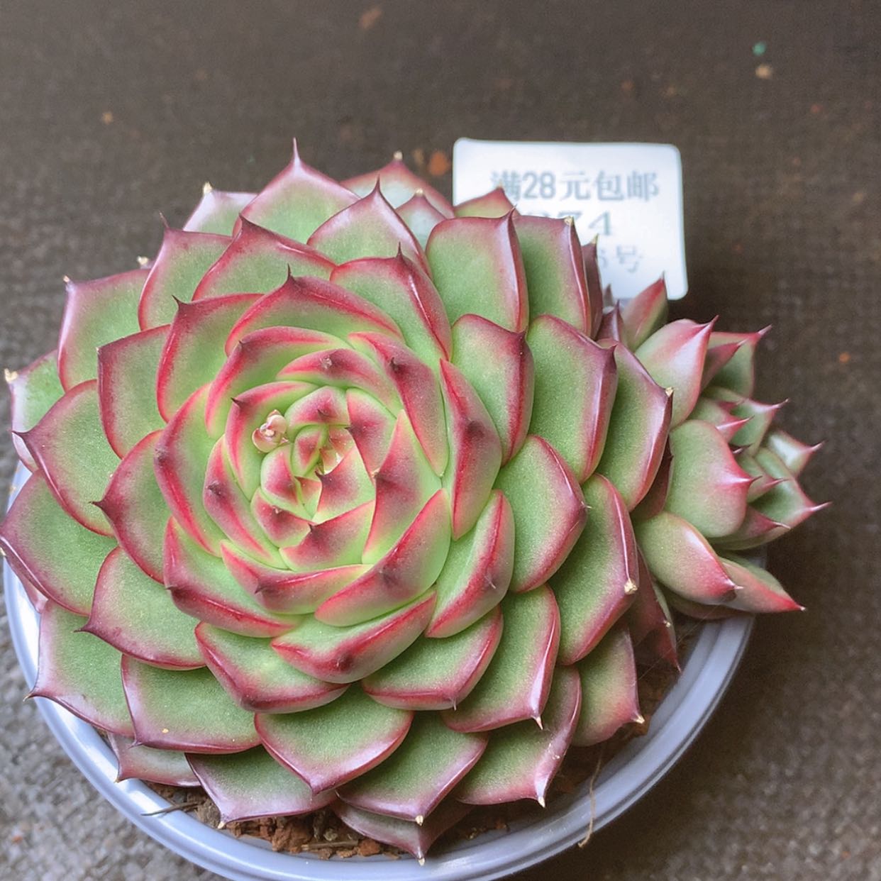 【闪购商品】云274号