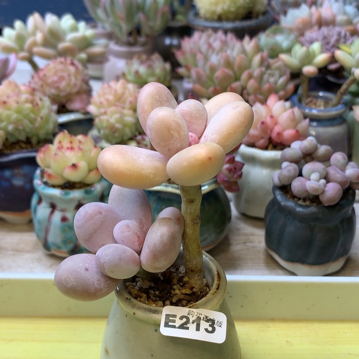 E213一物一拍带盆发