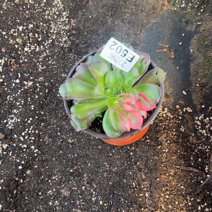 茶***现多肉植物502种植物