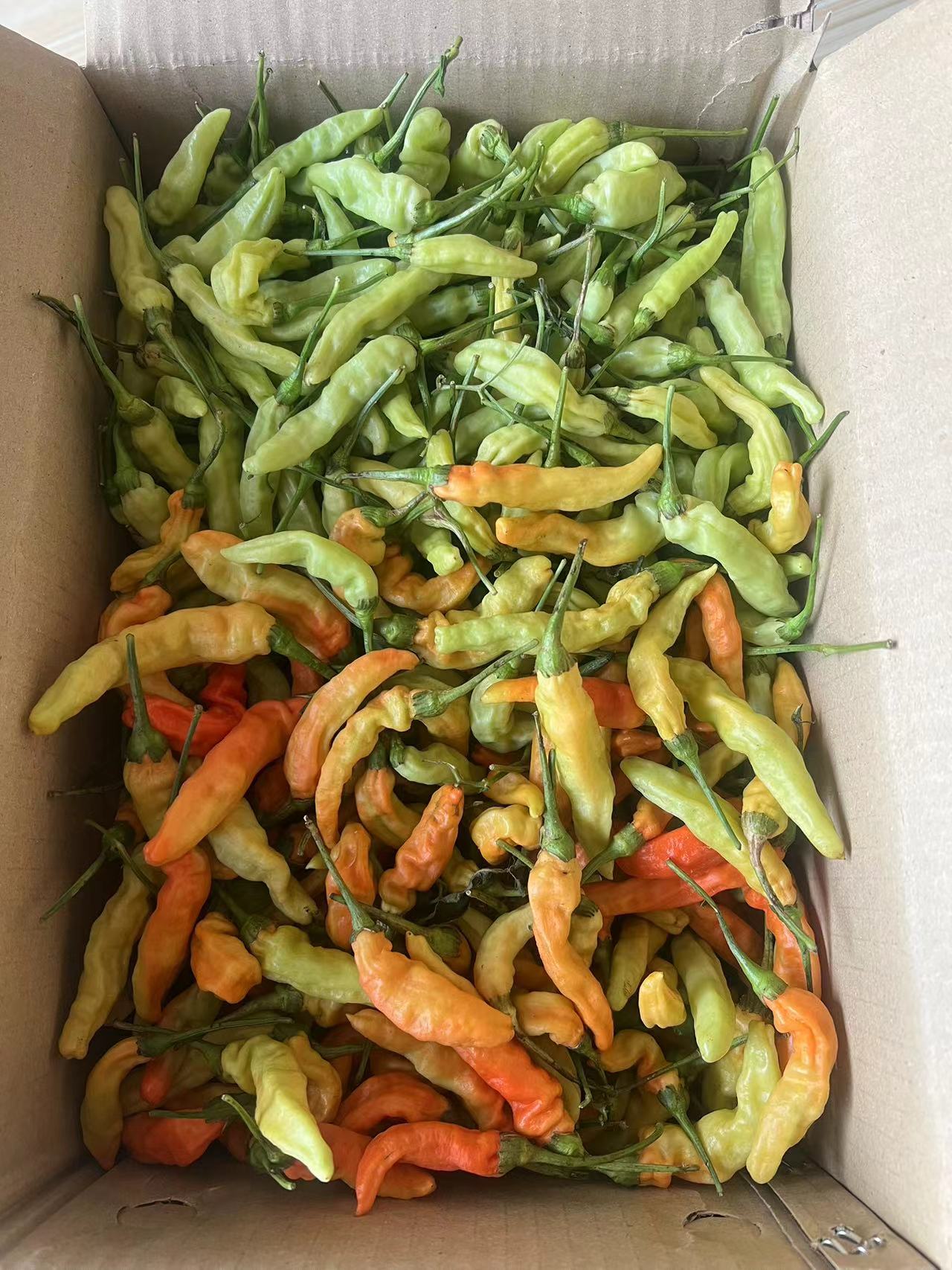 大余青红混装农家露天种植的皱皮朝天椒 十月辣 指天椒 天椒子 