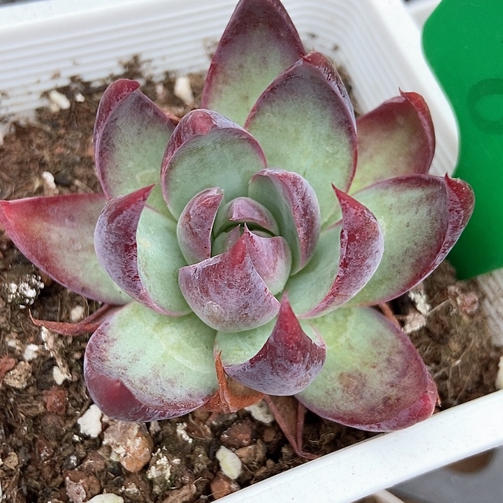 多肉植物惊鸿829多肉