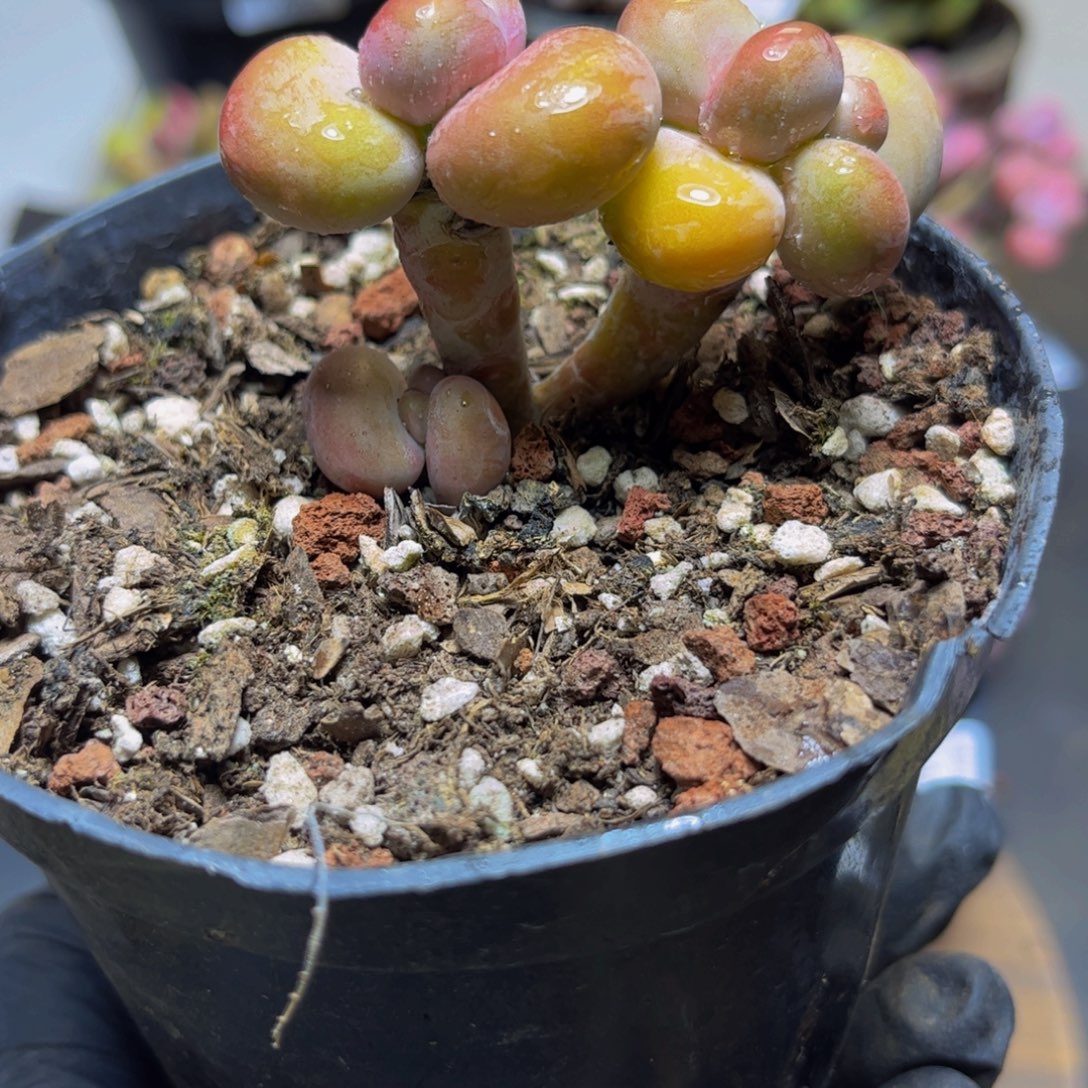 227金色KK奶酪6厘米