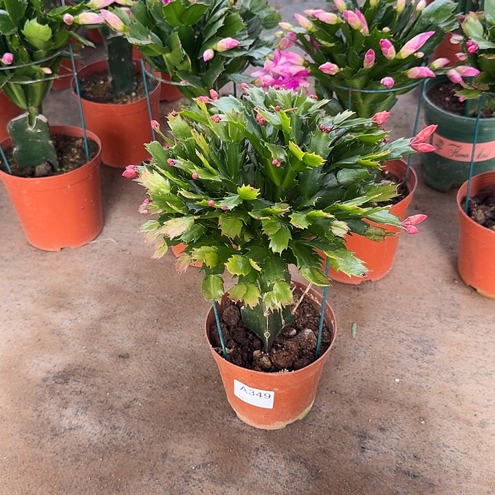 优***生大部分开放少量花苞349嫁接红色