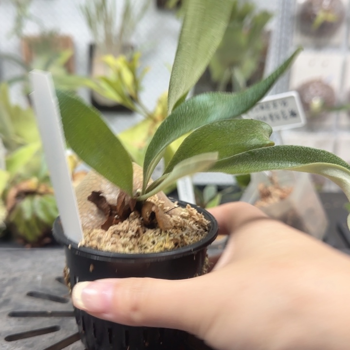 雷电鹿角蕨非常棒