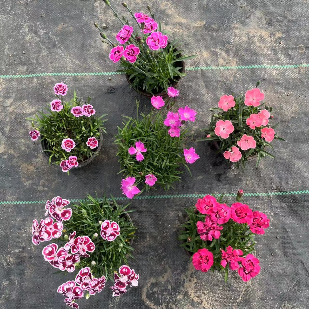 多种石竹混搭花苗四季开花草坪多年生耐寒耐旱庭院盆栽绿化宿根