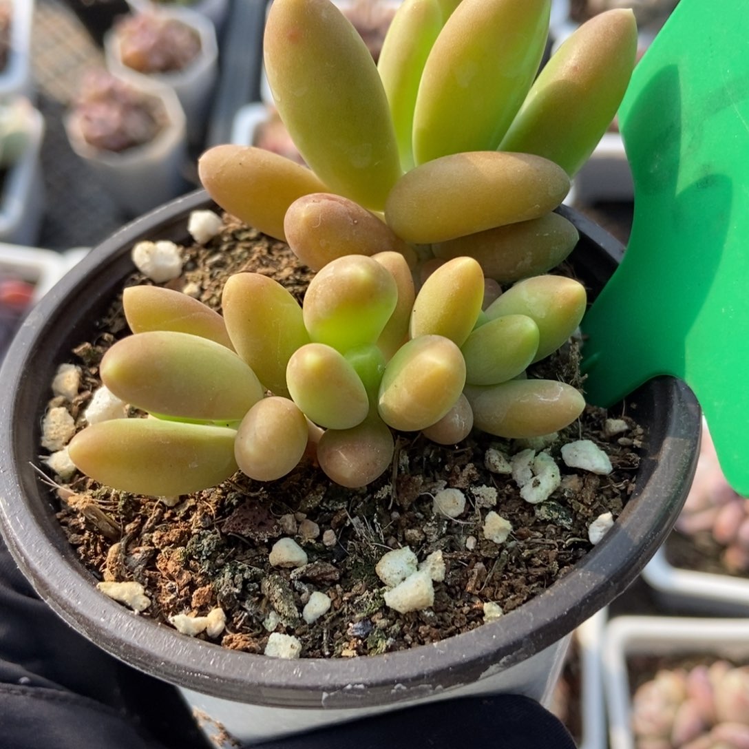 600芒果奶多肉植物保护