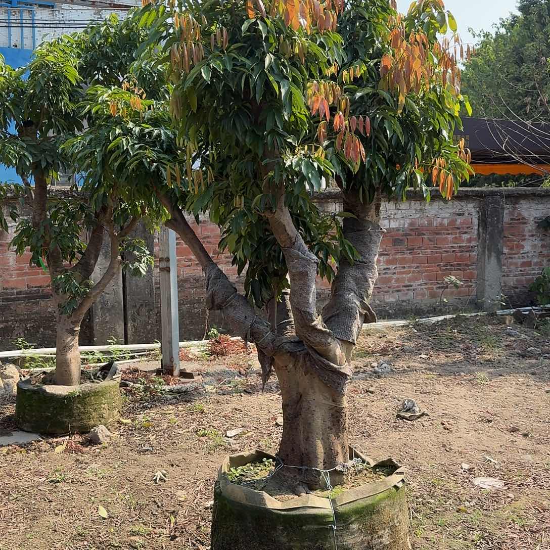 茂***司完全开放果树果树果树11111111111