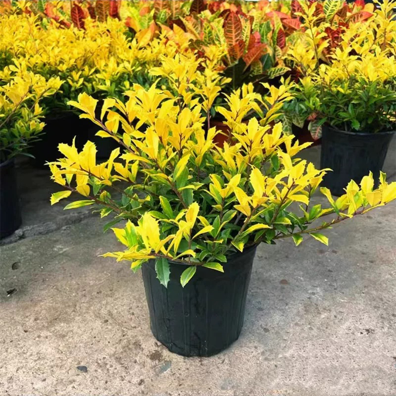 黄金枸骨盆栽花镜植物四季金黄木本乔木观叶别墅庭院狭叶冬青地被