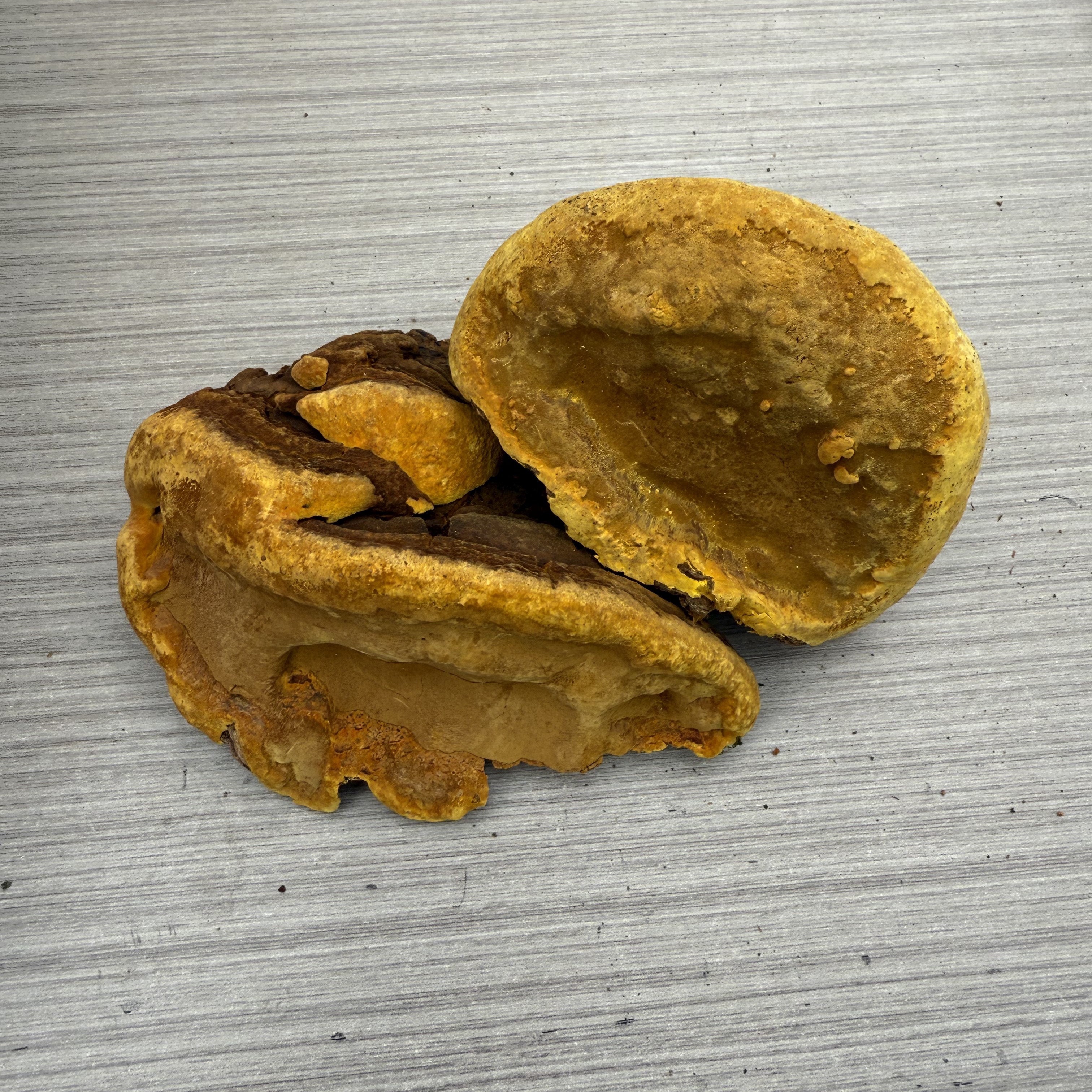 ［西藏察隅］西藏察隅野生桑树桑黄西洋参 福袋：2个