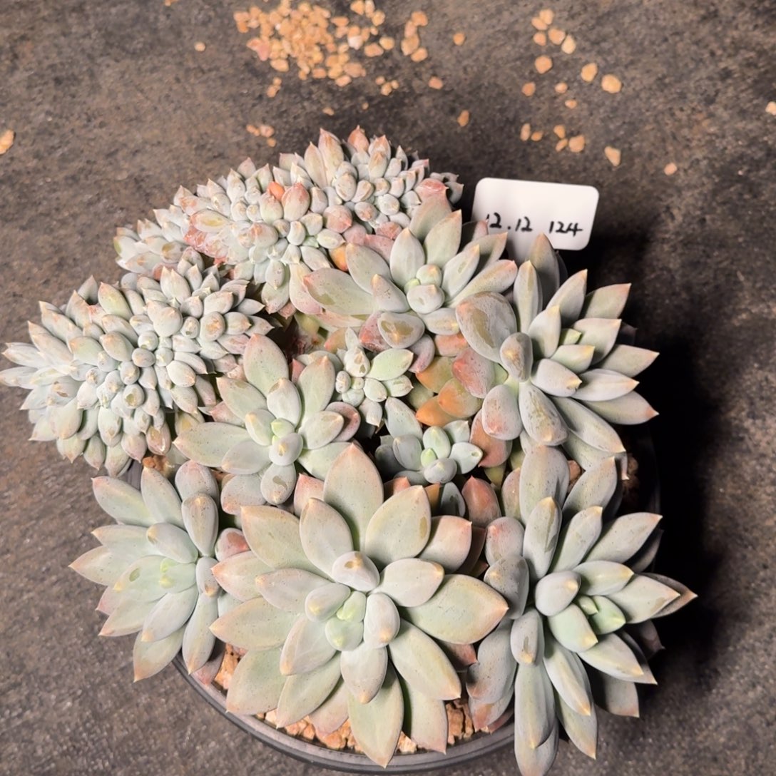 b***d一物一拍超大哥特缀124