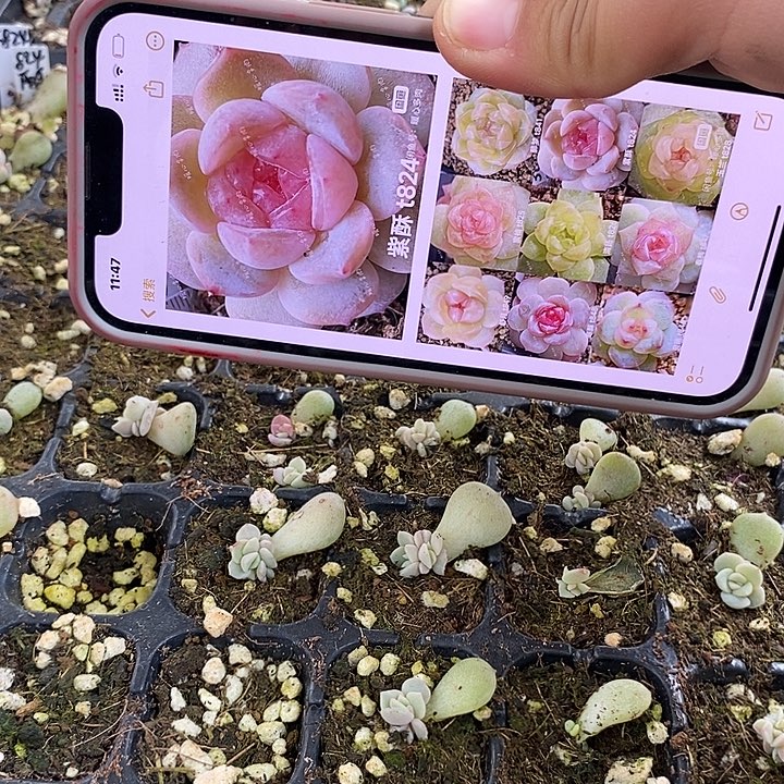 紫酥824芽苗一个多肉