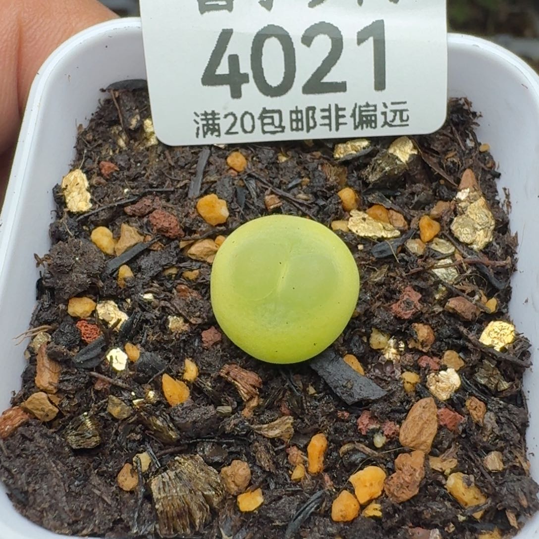 拉登1.3脱土 1200           
