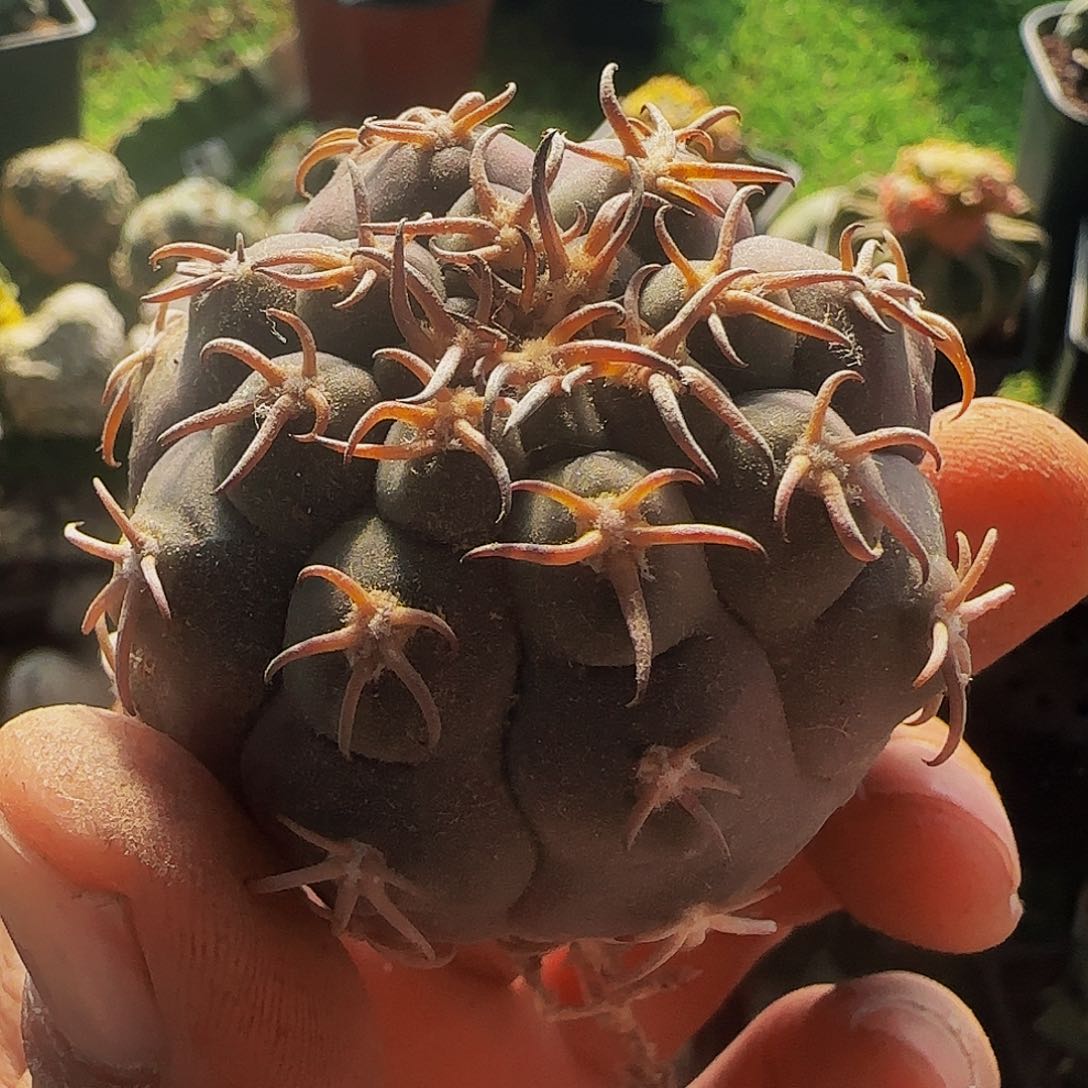 猫爪萝卜根144仙人球