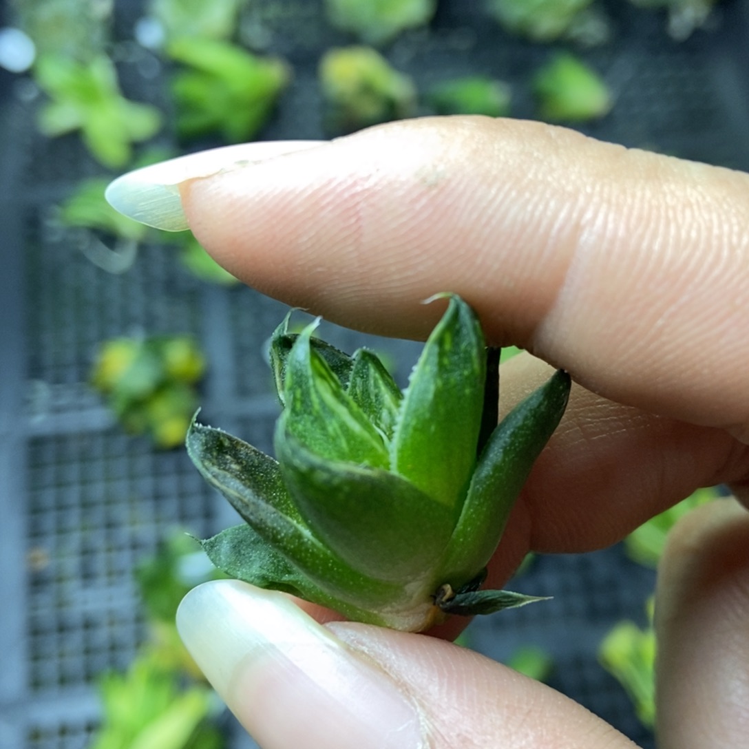 是是是是是是是是是寿