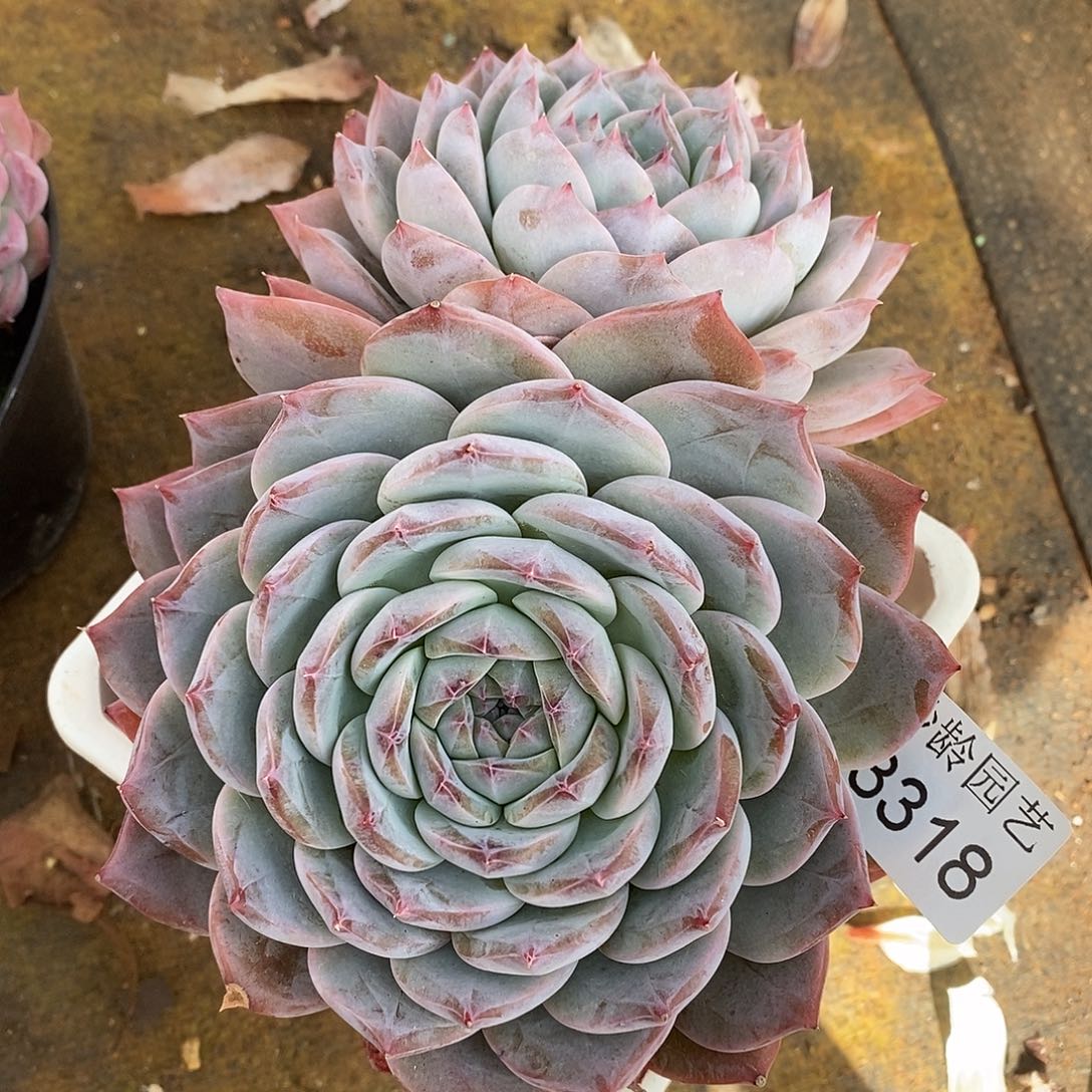 3318杂交老桩基地～16厘米